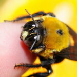 【昆虫画像】有識者「クマバチは刺さないし毒もない」←信じてええんか？