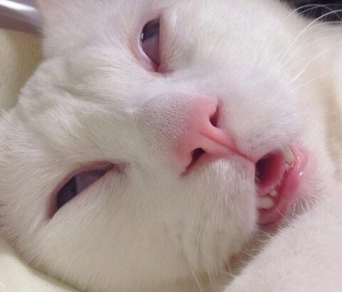 【悲報】ネッコさん、薬で完全にキマッてしまう…