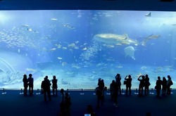 水族館「ガキいなくて静かです、癒されます、2000円で1日潰せます」←お前らが行かない理由