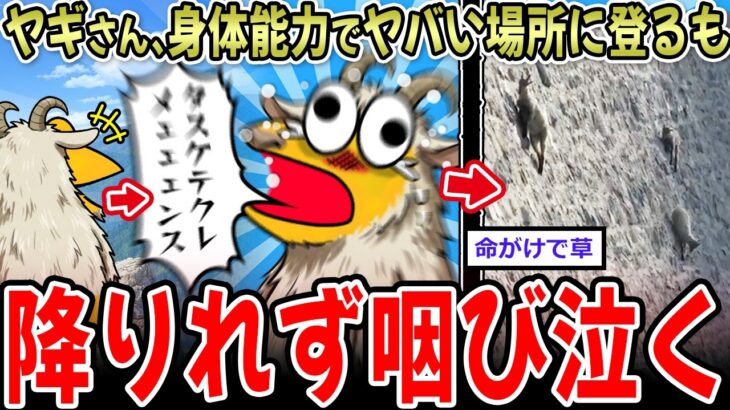 【マジかよ】ヤギさん、遺伝子に逆らえずヤバい所に登りまくる…命がけすぎて草