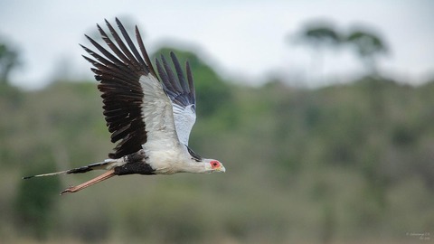 【速報】火の鳥、発見される