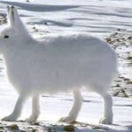 深夜やし笑える画像