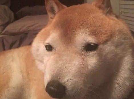 彡(^)(^)「絶滅したニホンオオカミって名前からしてイケメンなんやろなぁ…ｗ」