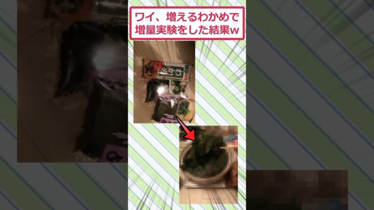 【動画】ワイ、増えるわかめで増量実験をした結果ww