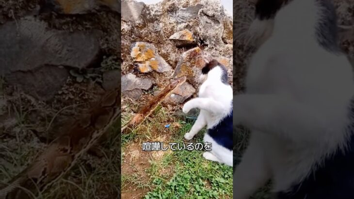 【ドラゴンボール】もしもラディッツが栽培マンの種を持っていたら