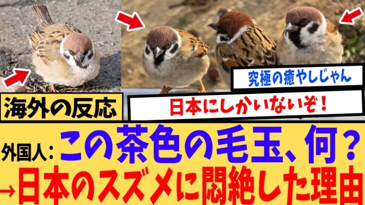 【衝撃】「ほっぺパンパンで可愛すぎ!」世界で日本のスズメだけが異常に可愛い理由