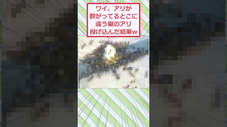 【マジかよ】ワイ、アリが群がってるとこに違う巣のアリ投げ込んだ結果ww