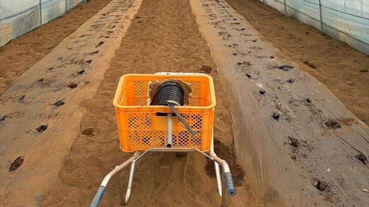 【悲報】「こんな日本に誰がした！」ミニトマト2500株、総額180万円が盗難被害‼