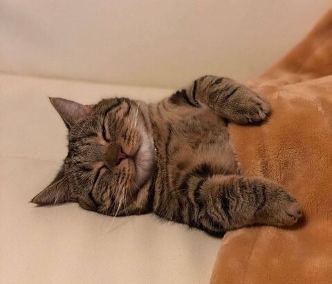 【画像・Gif集】ネッコさん、専用コタツを貰って大喜びしてしまう