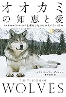 【動画】野ウサギとオオカミの壮絶な追跡劇が撮影される