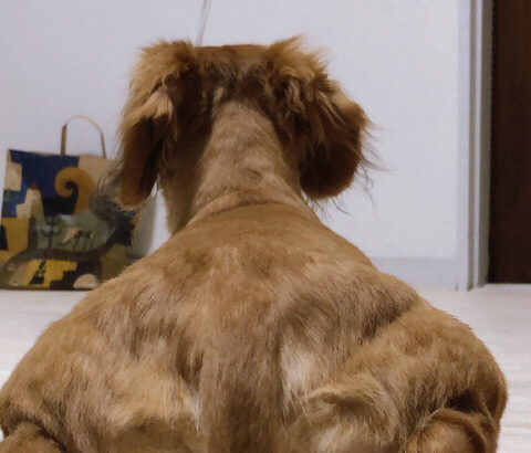 【朗報】コラみたいなイッヌ、現れる