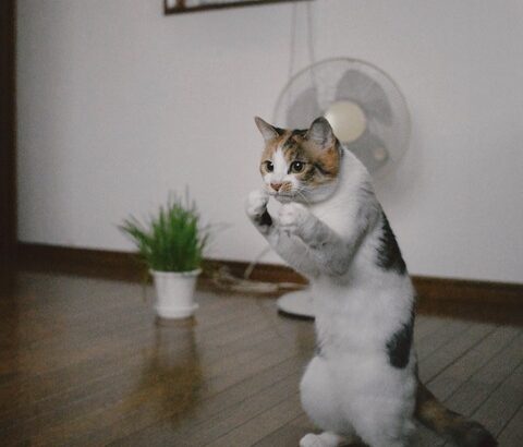 【画像】スーパーサイヤ猫　見つかる