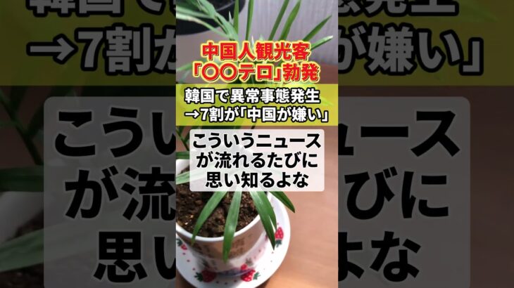 【衝撃】中国人観光客が日本の代わりに韓国へ行った結果「〇〇テロ」www