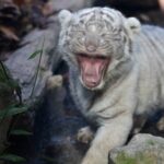 【画像・Gif集】トラ、所詮猫だった・・・