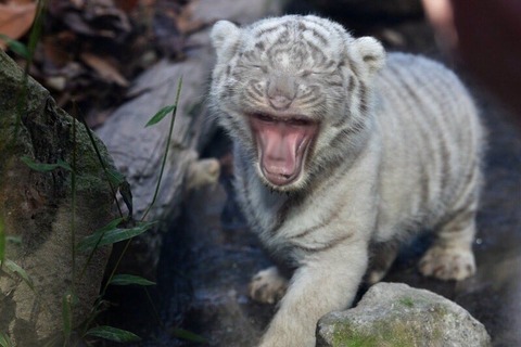 【画像・Gif集】トラ、所詮猫だった・・・