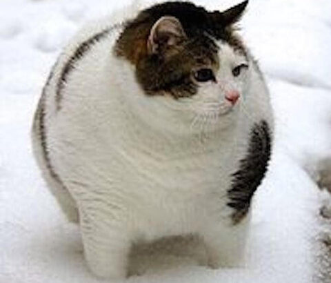 現場猫が自然と集まるスレ