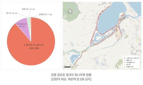 【アホ】 韓国桜の97%が日本品種だった