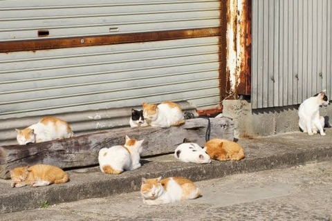 【画像・Gif集】ネッコの集会に異端児あらわる