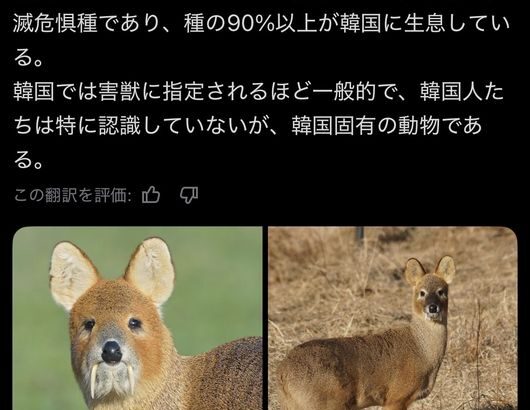【画像】韓国の謎の動物「고라니」発見される
