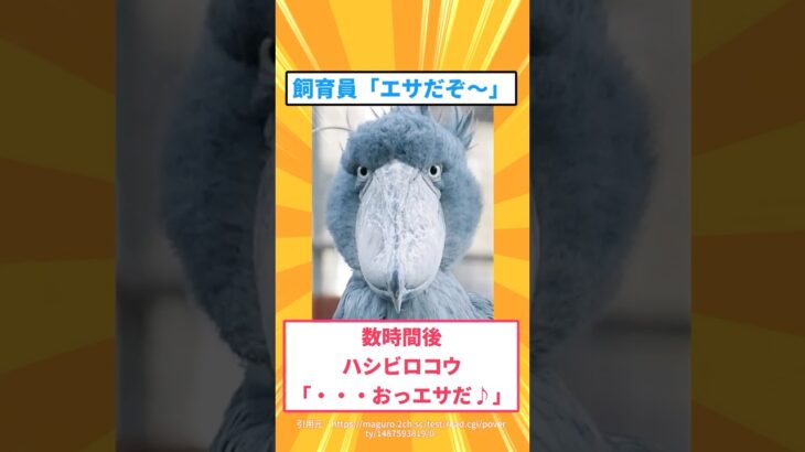 【仰天】飼育員「エサだぞ～」数時間後ハシビロコウ「・・・おっエサだ♪」