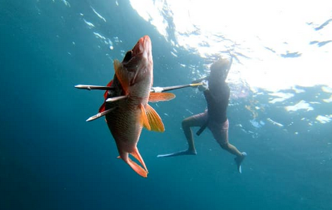 【人気レジャー】「魚突き」、漁業者とトラブル相次ぎ自治体苦慮…テレビ番組やコロナ禍で愛好家増加