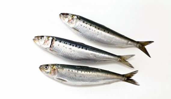 【決定】総合力1位の魚wwwｗｗｗ